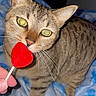 animal, bed, blanket, cat, close_up, curious, cute, domestic, feline, hand, heart_shaped, indoor, lollipop, pet, playful, red, soft, striped, tabby, whiskers