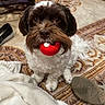 animal, ball, blanket, brown_fur, carpet, closeup, curly_fur, cute, dog, domestic, floor, household, indoor, looking_up, pet, playful, shoe, small_dog, toy, white_fur