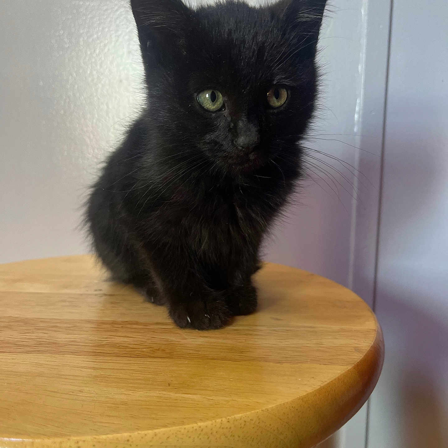 Shadow is registered to the contest to win money with this photo: animal, black_kitten, cat, closeup, curious, cute, domestic_animal, ears, feline, fur, green_eyes, indoor, kitten, pet, portrait, sitting, small, whiskers, wooden_stool, young