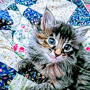 Romeo joined the competition — help win amazing prizes! kitten, cat, fluffy, pet, animal, cute, blue_eyes, whiskers, quilt, patchwork, fabric, pattern, colorful, indoor, cozy, fur, closeup, young, domestic_cat, resting