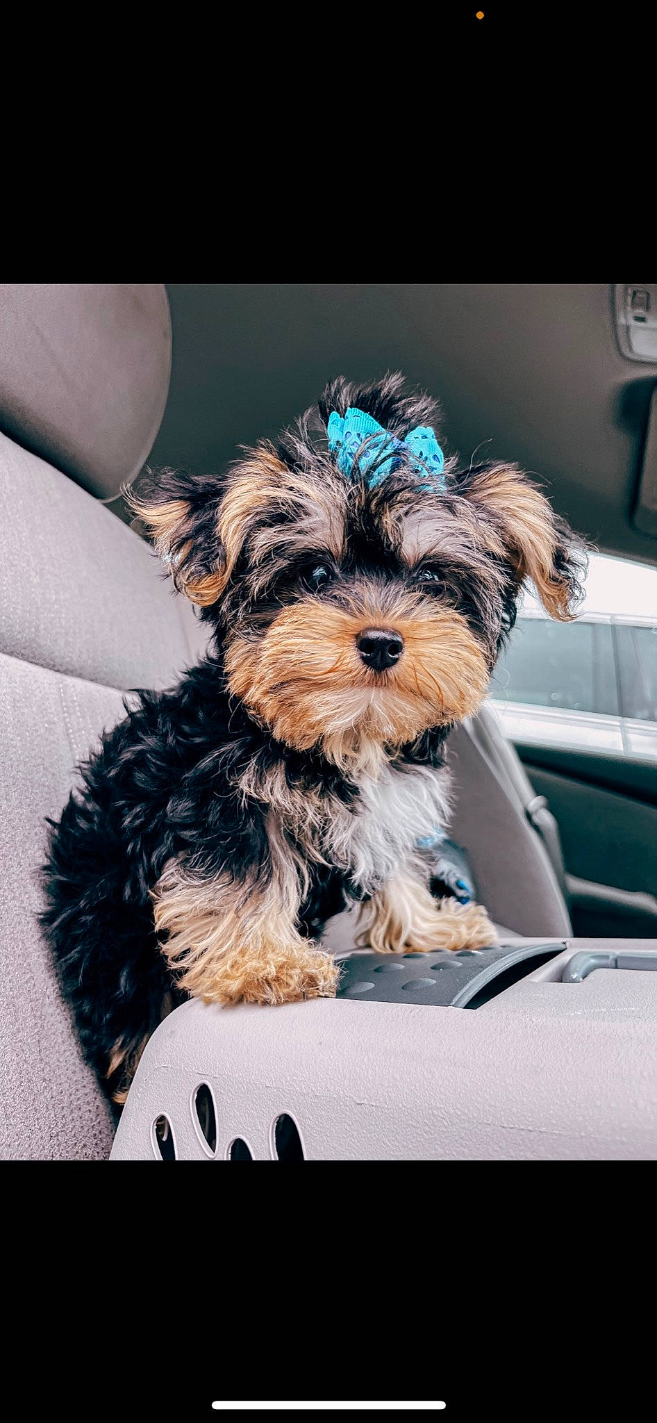 Bennett Cooper joined the competition — help win amazing prizes! biewer_terrier, carnivore, companion_dog, dog, dog_breed, dog_collar, dog_supply, font, fur, liver, rectangle, small_terrier, snout, sporting_group, terrier, toy_dog, windshield, working_animal, yorkipoo, yorkshire_terrier