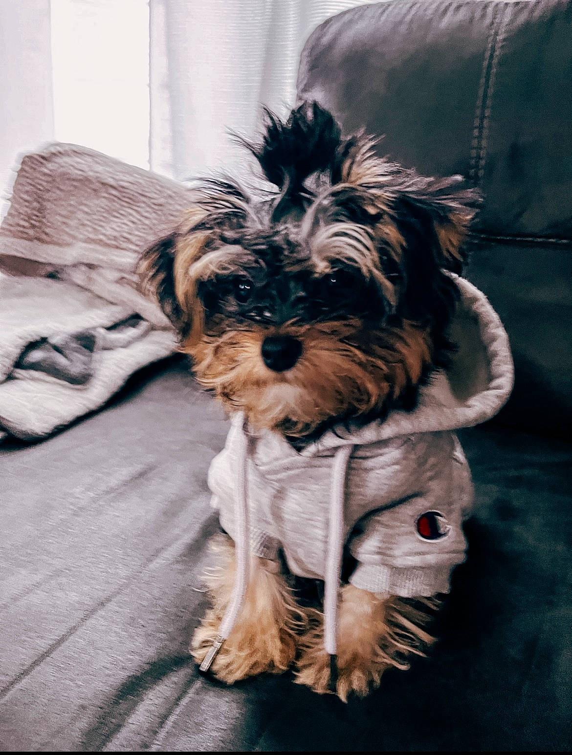 Bennett Cooper joined the competition — help win amazing prizes! biewer_terrier, canidae, carnivore, companion_dog, dog, dog_breed, dog_clothes, dog_supply, fashion_accessory, fictional_character, fur, liver, small_terrier, snout, sporting_group, standard_schnauzer, terrier, toy_dog, working_animal, yorkshire_terrier