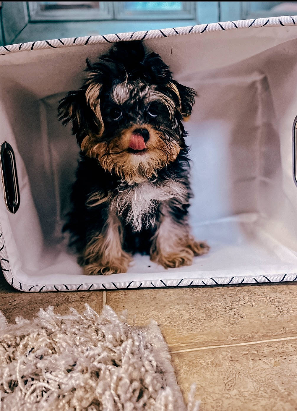 Bennett Cooper joined the competition — help win amazing prizes! canidae, carnivore, companion_dog, dog, dog_breed, dog_supply, fur, liver, maltepoo, paw, puppy_love, recipe, rectangle, small_terrier, sporting_group, terrier, toy_dog, water_dog, working_animal, yorkipoo