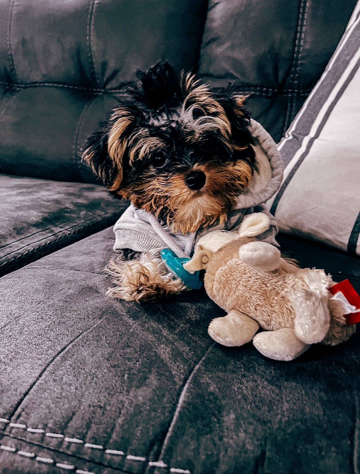 Bennett Cooper joined the competition — help win amazing prizes! canidae, carnivore, companion_dog, dog, dog_breed, dog_clothes, dog_collar, dog_supply, eyewear, fawn, fur, liver, puppy_love, small_terrier, snout, sporting_group, terrier, toy_dog, working_animal, yorkipoo