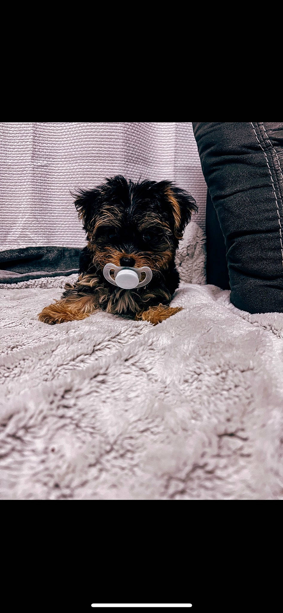 Bennett Cooper is registered to the contest to win money with this photo: canidae, carnivore, companion_dog, dog, dog_breed, dog_supply, fur, liver, paw, pet_supply, puppy, small_terrier, snout, sporting_group, terrestrial_animal, terrier, toy_dog, working_animal, working_terrier, yorkipoo