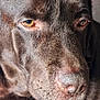 dog, labrador, chocolate_labrador, close_up, pet, animal, canine, fur, paw, nose, eye, resting, indoor, texture, portrait, mammal, whiskers, snout, companion, calm