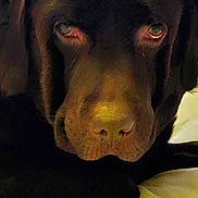 Némo a rejoint le concours — aidez-le/la à gagner de superbes lots ! dog, labrador, chocolate_labrador, close_up, pet, animal, canine, face, resting, blanket, yellow, fur, ears, nose, indoor, cute, sleepy, portrait, mammal, companion
