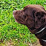 animal, calm, canine, chocolate_brown, collar, daylight, dog, ears, earth, fur, grass, greenery, ground, muzzle, nature, outdoor, paw, pet, rocks, side_profile