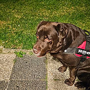 Némo a rejoint le concours — aidez-le/la à gagner de superbes lots ! animal, brown, canine, chocolate, companion, dog, domestic_animal, garden, grass, harness, julius_k9, labrador, leash, log, night, outdoor, pavement, pet, sitting, tile