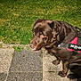 animal, brown, canine, chocolate, companion, dog, domestic_animal, garden, grass, harness, julius_k9, labrador, leash, log, night, outdoor, pavement, pet, sitting, tile