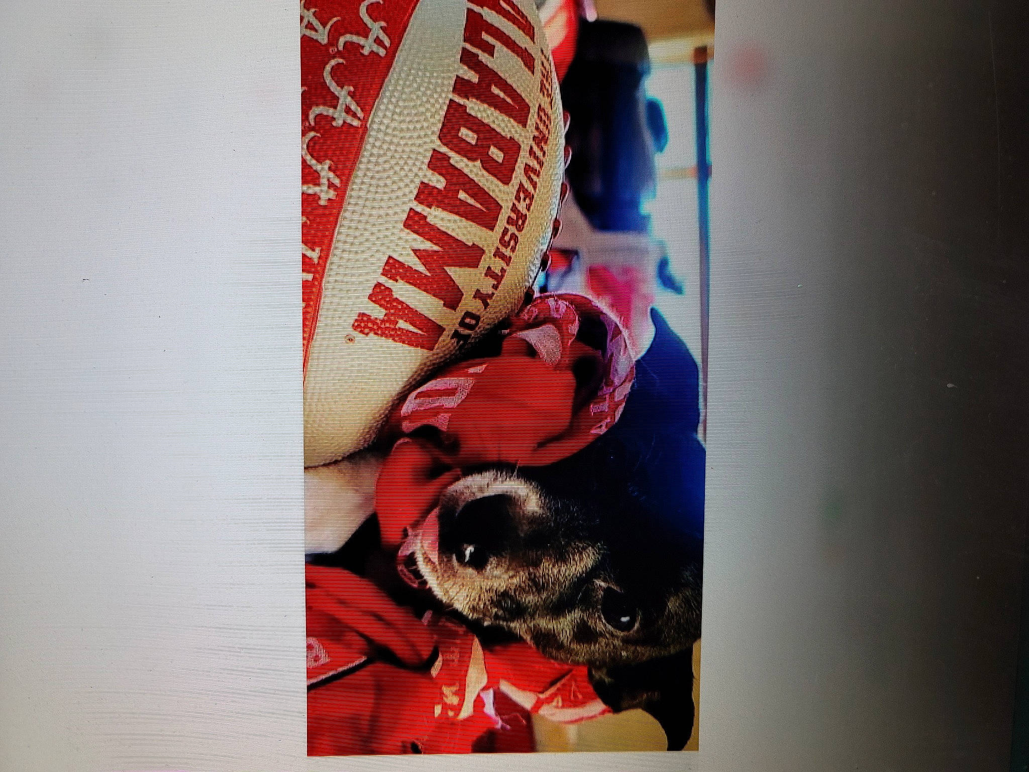 Slick joined the competition — help win amazing prizes! art, athletic_shoe, carmine, carnivore, comfort, companion_dog, dog, dog_breed, fashion_accessory, flesh, font, fur, jaw, linens, magenta, personal_protective_equipment, room, sporting_group, sportswear, visual_arts