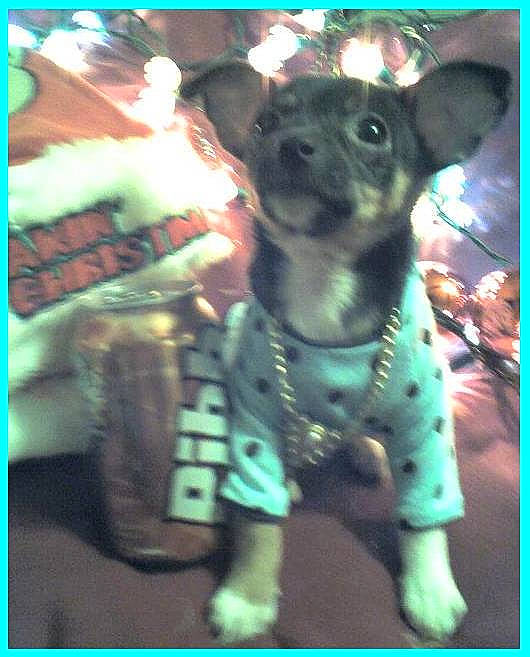 Sissy Consuela is registered to the contest to win money with this photo: canidae, carnivore, chihuahua, collar, companion_dog, dog, dog_breed, dog_clothes, dog_collar, dog_supply, fawn, fur, pet_supply, rectangle, snapshot, snout, sporting_group, toy_dog, whiskers, working_animal