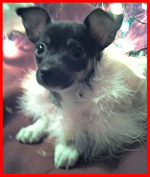 Sissy Consuela is registered to the contest to win money with this photo: canidae, carnivore, companion_dog, corgi_chihuahua, dog, dog_breed, dog_supply, ear, fawn, font, fur, paw, photo_caption, rectangle, snout, sporting_group, square, toy_dog, whiskers, working_animal