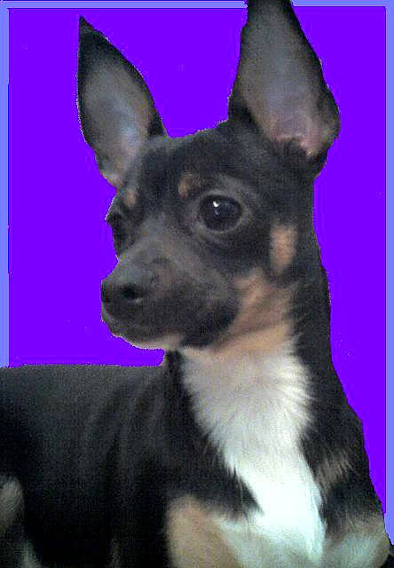 Sissy Consuela joined the competition — help win amazing prizes! ancient_dog_breeds, canidae, carnivore, companion_dog, dog, dog_breed, dog_supply, ear, electric_blue, fawn, fur, non_sporting_group, snout, sporting_group, terrestrial_animal, toy_dog, whiskers, working_animal, working_dog