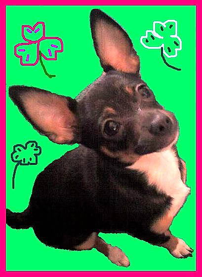 Sissy Consuela joined the competition — help win amazing prizes! carnivore, companion_dog, dog, dog_breed, dog_supply, ear, fawn, font, green, liver, organism, paw, pet_supply, photo_caption, rectangle, sharing, snout, toy_dog, whiskers, working_animal