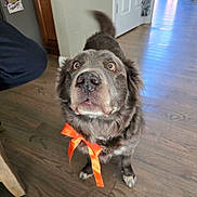 Levi is registered to the contest to win money with this photo: dog, pet, orange_bow, wooden_floor, indoor, curious, fluffy, brown_fur, animal, companion, looking_up, ears, tail, domestic, canine, cute, adorable, portrait, household, friendly