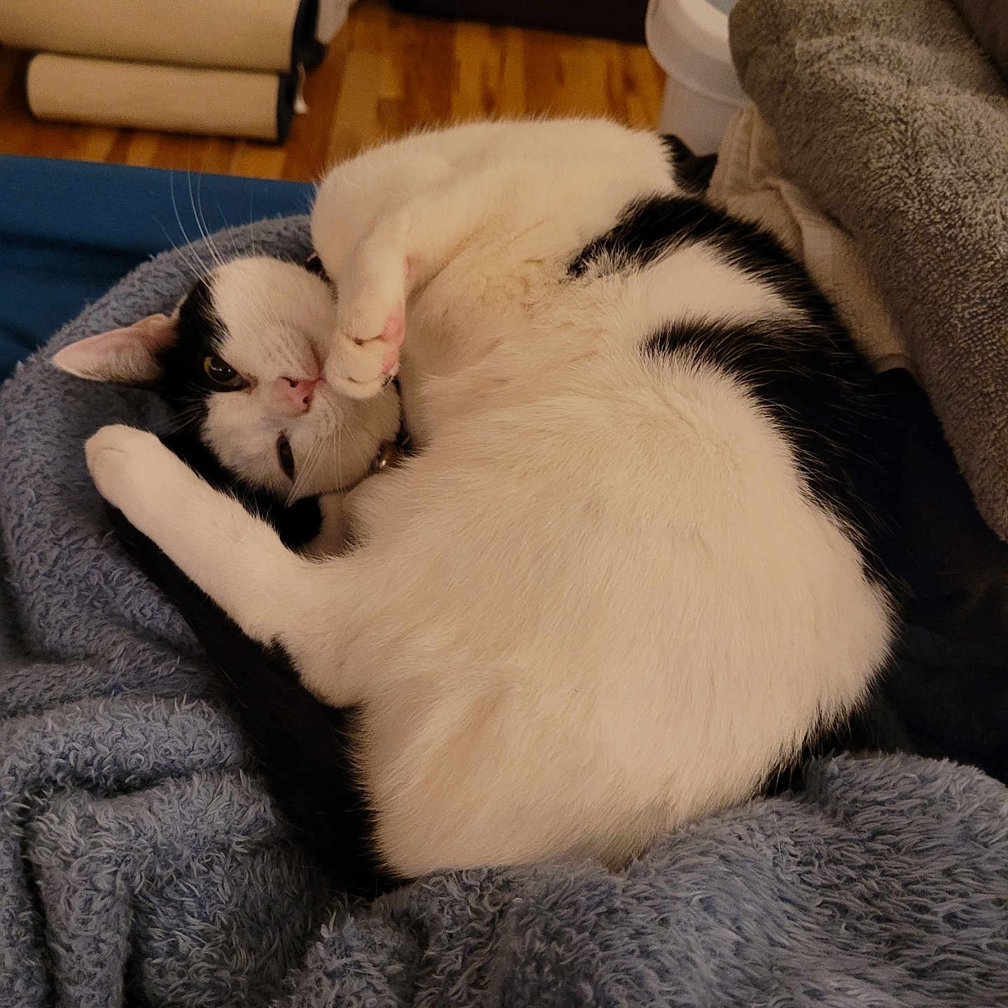Luna joined the competition — help win amazing prizes! animal, architecture, armchair, blanket, building, cat, chair, couch, furniture, hardwood, homedecor, indoors, kitten, livingroom, manx, person, pet, room, sleeping, wood