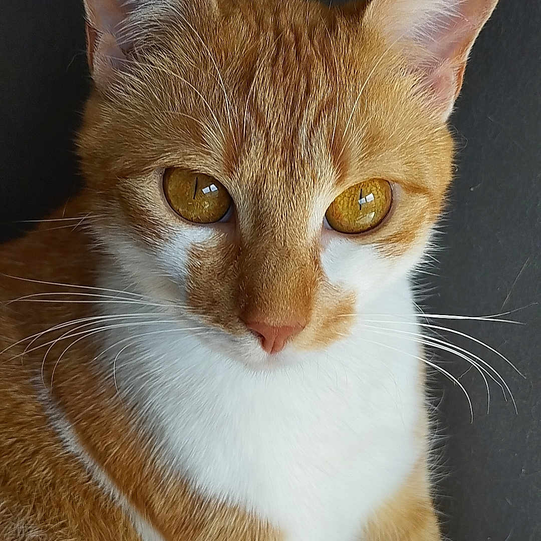 Carotte participe au concours pour gagner de l'argent avec cette photo : abyssinian, angora, animal, cat, kitten, manx, pet