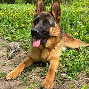 Uno participe au concours pour gagner de l'argent avec cette photo : animal, canine, dandelions, dog, ears_up, flowers, german_shepherd, grass, greenery, happy, lying_down, nature, outdoor, park, pet, playful, summer, sunlight, tongue, toy