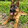 dog, german_shepherd, animal, pet, outdoor, grass, flowers, dandelions, tongue, playful, nature, greenery, canine, lying_down, sunlight, ears_up, toy, happy, summer, park
