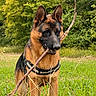 dog, german_shepherd, stick, grass, field, outdoor, nature, trees, canine, pet, animal, playful, brown, black, fur, ears, muzzle, collar, standing, daylight