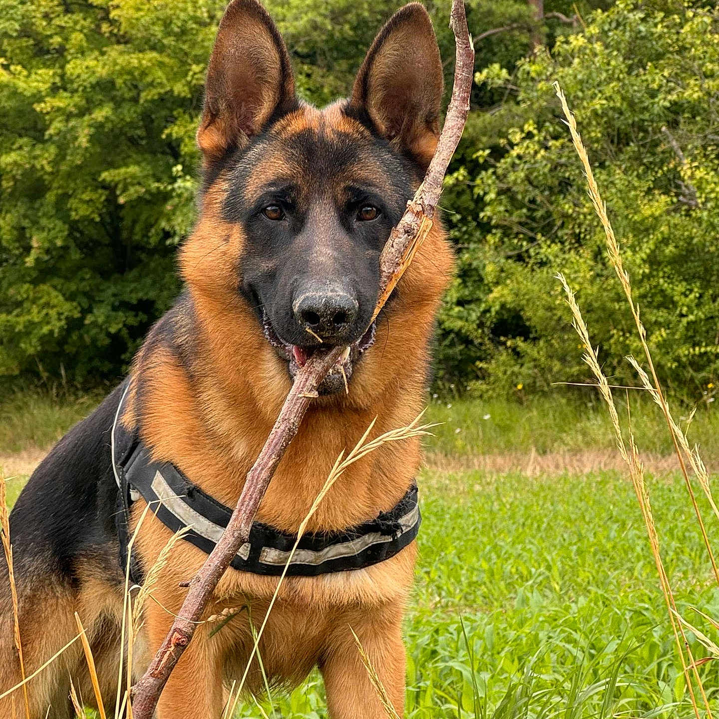 Uno participe au concours pour gagner de l'argent avec cette photo : dog, german_shepherd, stick, grass, field, outdoor, nature, trees, canine, pet, animal, fur, ears, snout, mouth, standing, harness, greenery, playful, summer