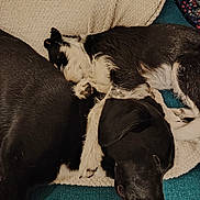 Soko participe au concours pour gagner de l'argent avec cette photo : dog, sleeping, couch, blanket, black_dog, black_and_white_dog, paw, fur, pet, resting, cozy, indoor, tile_floor, animal, companion, friendship, relaxation, comfortable, nap, household