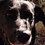 dog, black_dog, close_up, outdoor, animal, pet, fur, snout, whiskers, sunlight, nature, muzzle, canine, portrait, eyes, nose, daylight, wildlife, face, expression