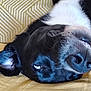 dog, black_and_white, lying_down, upside_down, teeth, close_up, relaxed, funny_expression, pet, animal, ear, nose, fur, indoor, yellow_surface, white_fur_patch, cute, sleepy, muzzle, whiskers