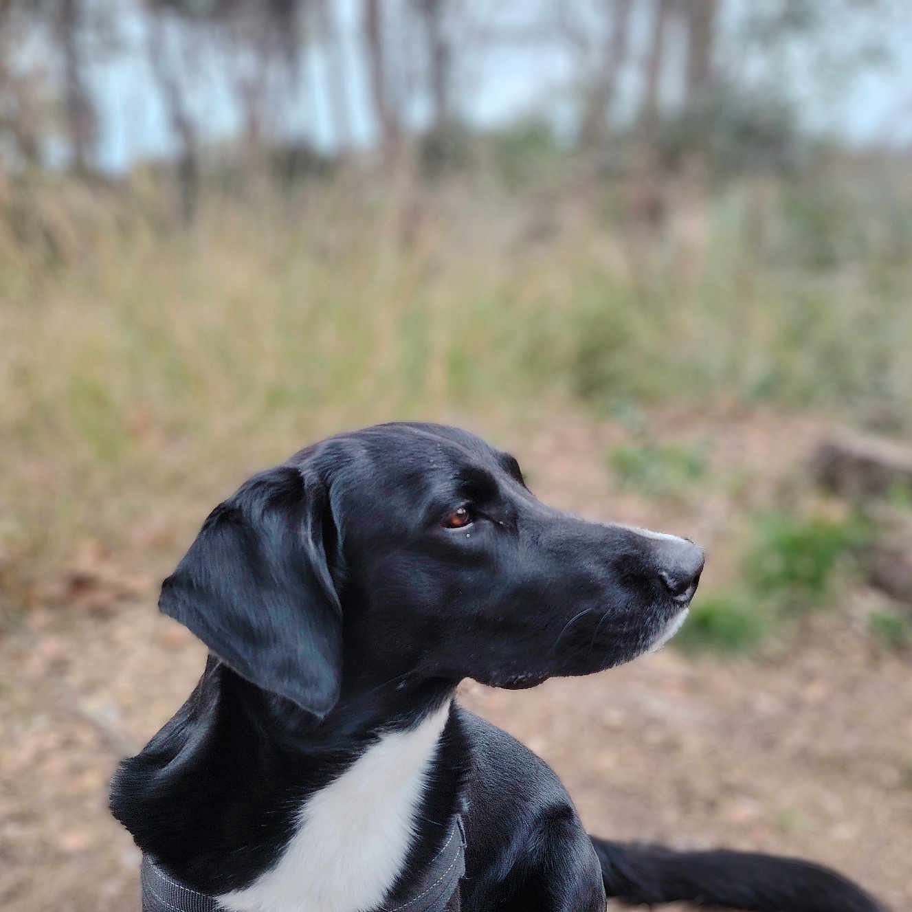 Soko participe au concours pour gagner de l'argent avec cette photo : animal, black_dog, blurred_background, calm, canine, collar, daylight, dog, fur, grass, mammal, nature, outdoor, pet, portrait, side_view, sitting, trees, white_chest_patch, wildlife