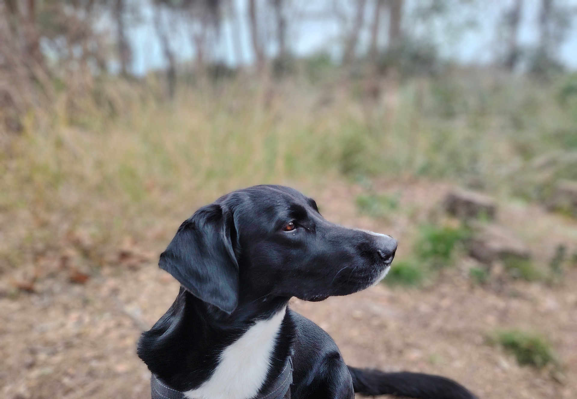 Soko