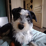 Aïna a rejoint le concours — aidez-le/la à gagner de superbes lots ! dog, pet, indoor, bed, blanket, fur, scruffy, black_fur, white_fur, tan_fur, looking_at_camera, animal, canine, floor, door, furniture, cozy, home, curious, relaxed