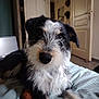 dog, pet, indoor, bed, blanket, fur, scruffy, black_fur, white_fur, tan_fur, looking_at_camera, animal, canine, floor, door, furniture, cozy, home, curious, relaxed