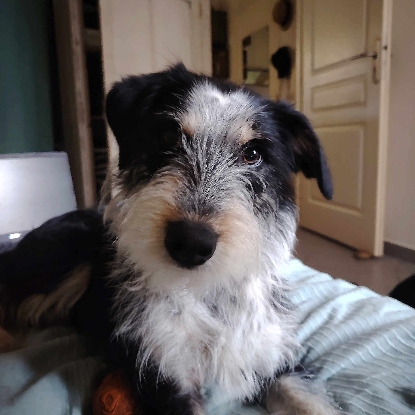 Aïna a rejoint le concours — aidez-le/la à gagner de superbes lots ! animal, bed, black_fur, blanket, canine, cozy, curious, dog, door, floor, fur, furniture, home, indoor, looking_at_camera, pet, relaxed, scruffy, tan_fur, white_fur