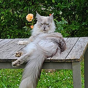 Unix participe au concours pour gagner de l'argent avec cette photo : animal, cat, feline, flower, fluffy, garden, grass, greenery, long_hair, majestic, nature, outdoor, pet, relaxed, resting, rose, serious_expression, table, tail, wooden_table