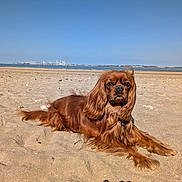 Dickens a rejoint le concours — aidez-le/la à gagner de superbes lots ! animal, beach, brown, calm, canine, cavalier_king_charles_spaniel, daylight, dog, fur, harbor, long_hair, nature, outdoor, pet, relaxing, sand, scenic, sky, sunny, water