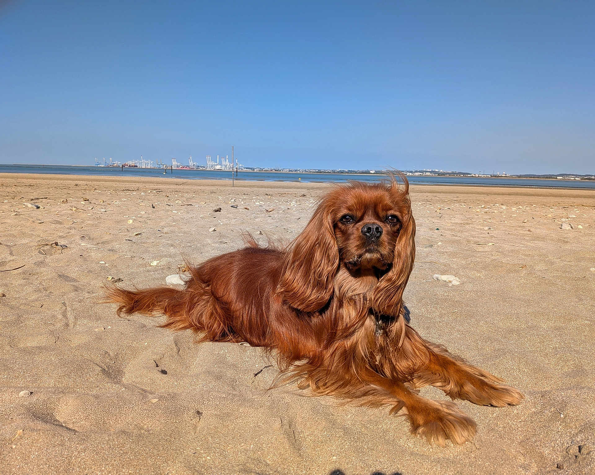 Dickens a rejoint le concours — aidez-le/la à gagner de superbes lots ! animal, beach, brown, calm, canine, cavalier_king_charles_spaniel, daylight, dog, fur, harbor, long_hair, nature, outdoor, pet, relaxing, sand, scenic, sky, sunny, water