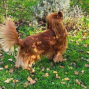 Tom participe au concours pour gagner de l'argent avec cette photo : dog, long_hair, brown, grass, outdoor, fence, bushes, autumn_leaves, pet, animal, curious, nature, sunlight, fluffy_tail, canine, yard, greenery, looking_up, fur, garden