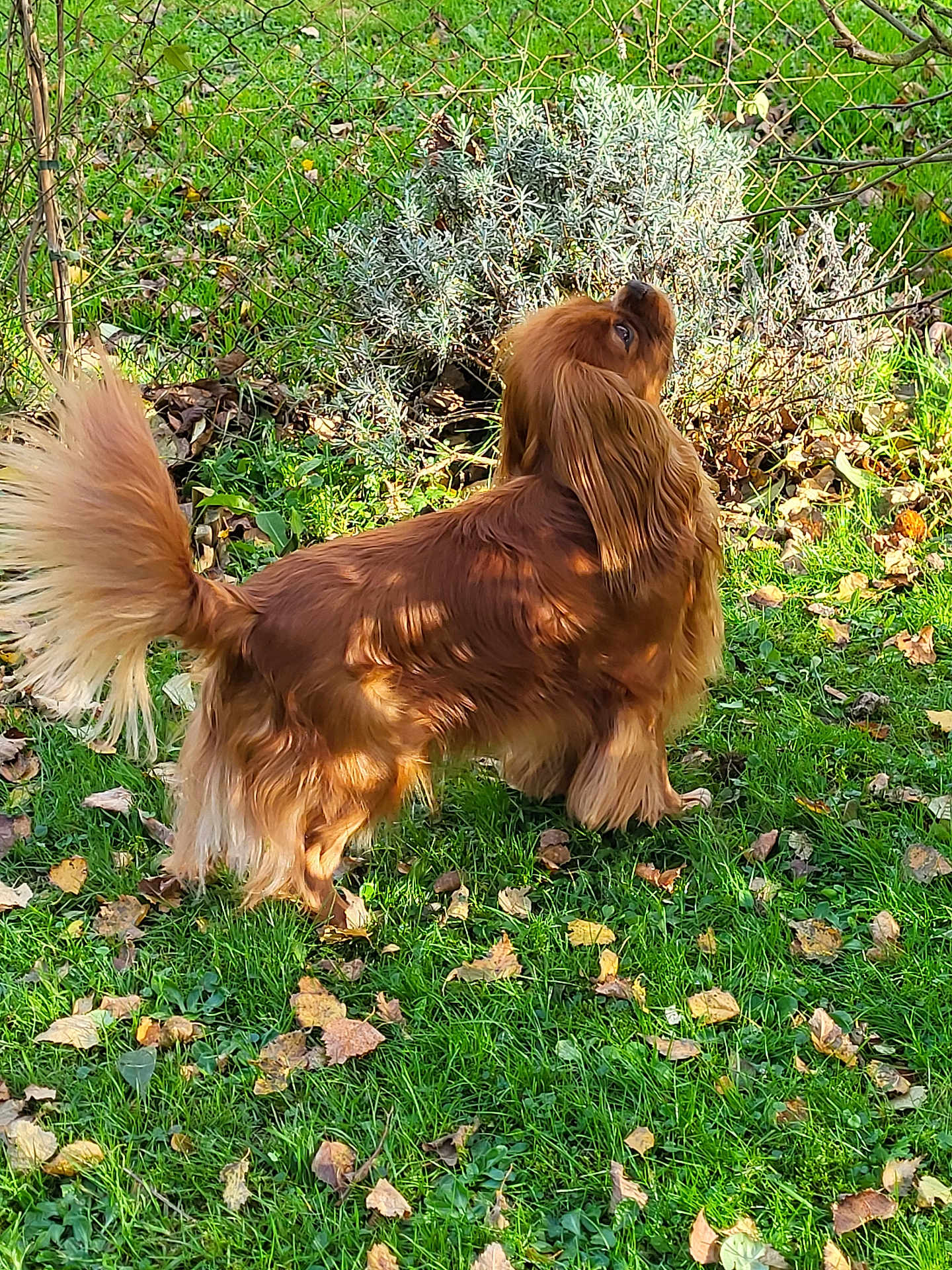 Tom participe au concours pour gagner de l'argent avec cette photo : dog, long_hair, brown, grass, outdoor, fence, bushes, autumn_leaves, pet, animal, curious, nature, sunlight, fluffy_tail, canine, yard, greenery, looking_up, fur, garden