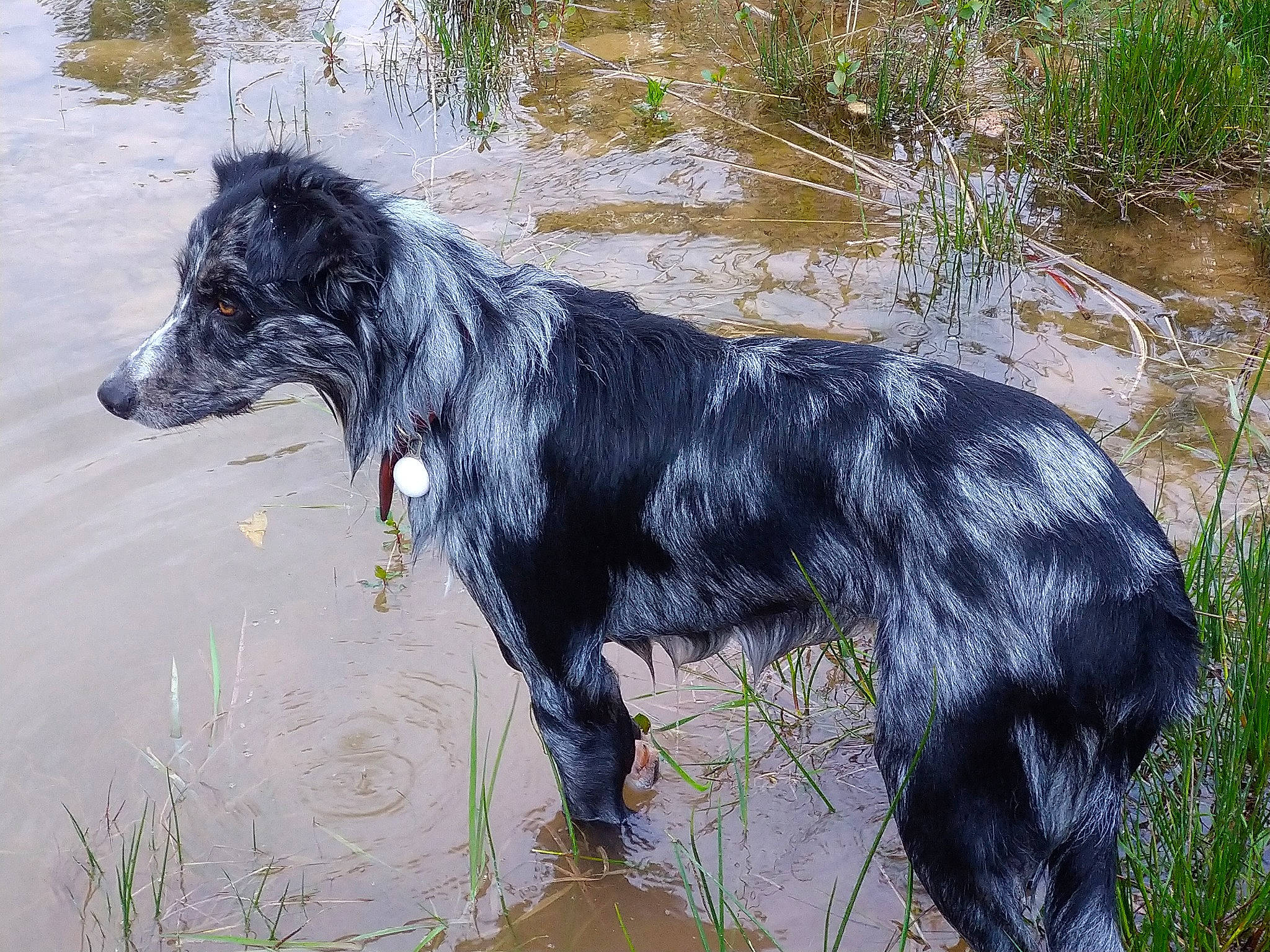 Oslo participe au concours pour gagner de l'argent avec cette photo : blue_picardy_spaniel, canidae, carnivore, dog, dog_breed, flat_coated_retriever, large_munsterlander, mammal, pointing_breed, retriever, russian_spaniel, spaniel, sporting_group, stabyhoun, vertebrate
