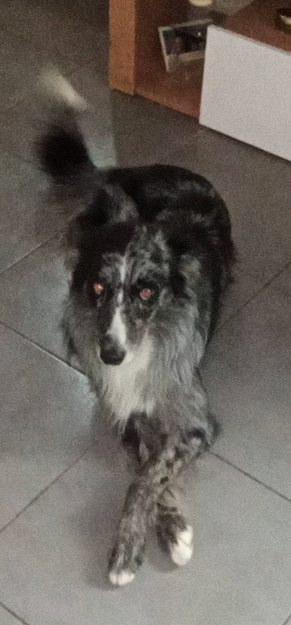 Oslo participe au concours pour gagner de l'argent avec cette photo : ancient_dog_breeds, canidae, carnivore, companion_dog, dog, dog_breed, fur, gun_dog, herding_dog, paw, puppy, sporting_group, tail, terrestrial_animal, toy_dog, whiskers, working_animal, working_dog