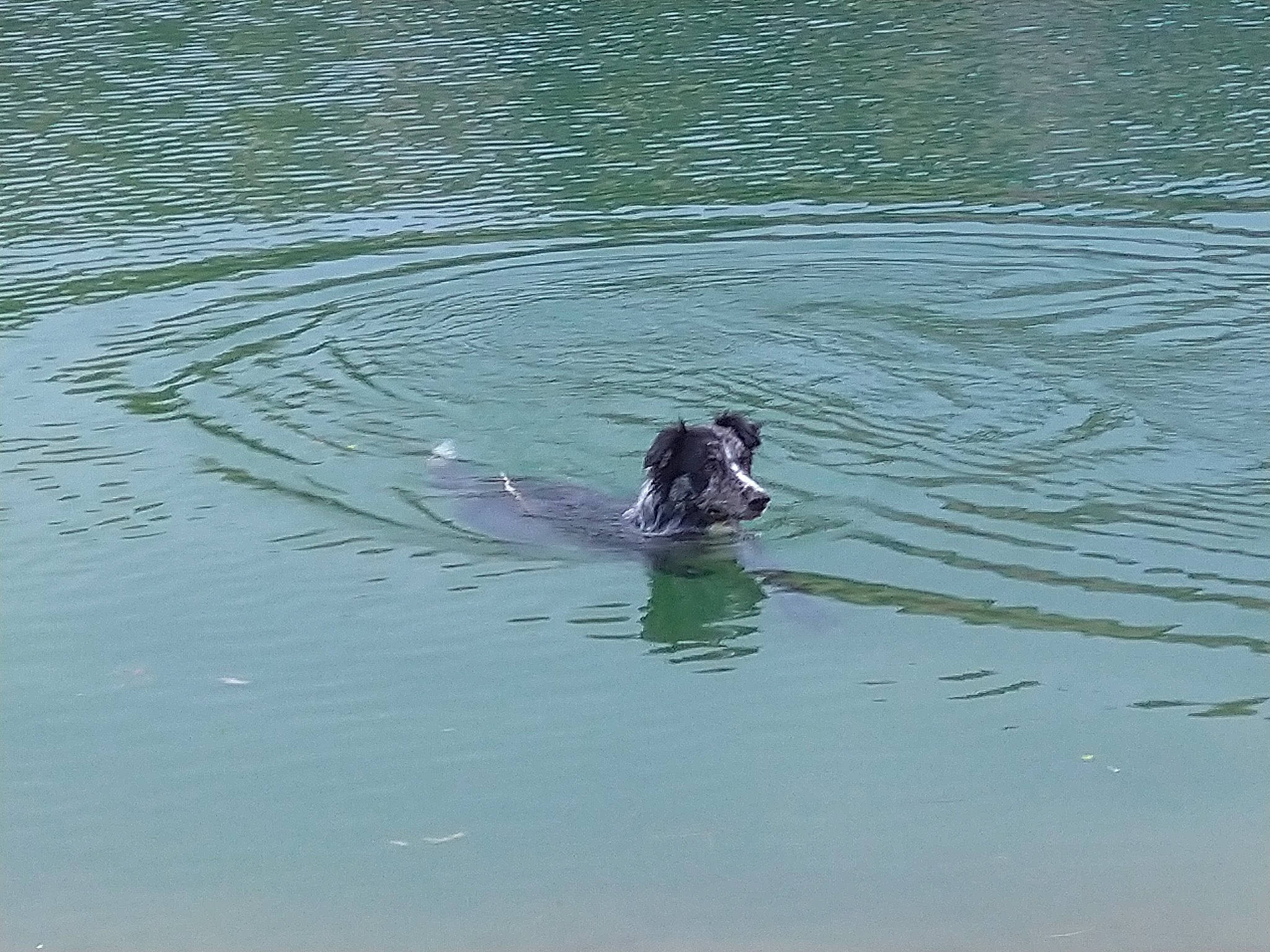 Oslo a rejoint le concours — aidez-le/la à gagner de superbes lots ! canidae, dog, retriever, sporting_group, water, water_bird