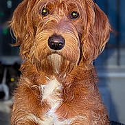 Elsie joined the competition — help win amazing prizes! dog, red_brown_fur, white_patch, fluffy, portrait, close_up, pet, animal, indoor, focus, background_blur, cute, two_dogs, fur_texture, eyes, nose, ears, sitting, looking_at_camera, companion