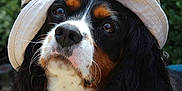 Paxton is registered to the contest to win money with this photo: animal, baseballcap, canine, cap, clothing, cockerspaniel, dog, face, hat, head, homedecor, hound, papillon, person, pet, photography, portrait, puppy, snout, sunhat