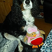 Paxton joined the competition — help win amazing prizes! animal, architecture, building, canine, chair, cockerspaniel, couch, cushion, dog, face, furniture, homedecor, indoors, livingroom, person, pet, plush, puppy, room, toy