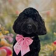 Pearl is registered to the contest to win money with this photo: dog, black_dog, curly_fur, bow, pink_bow, pet, portrait, floral_background, spring, festive, cute, animal, furry, domestic_animal, closeup, indoors, decor, celebration, soft_focus, adorable