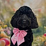dog, black_dog, curly_fur, bow, pink_bow, pet, portrait, floral_background, spring, festive, cute, animal, furry, domestic_animal, closeup, indoors, decor, celebration, soft_focus, adorable