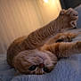 animal, bedroom, blue_blanket, cat, closeup, cozy, cute, feline, fluffy_blanket, ginger_cat, indoor, lamp, paw, pet, relaxing, sleepy, soft_texture, stretching, warm_light, whiskers