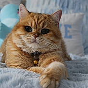 Kenji is registered to the contest to win money with this photo: animal, bell, blanket, cat, close_up, collar, cozy, cute, feline, fluffy, fur, ginger_cat, indoor, paw, pet, pillow, plush_toy, relaxed, soft_texture, whiskers