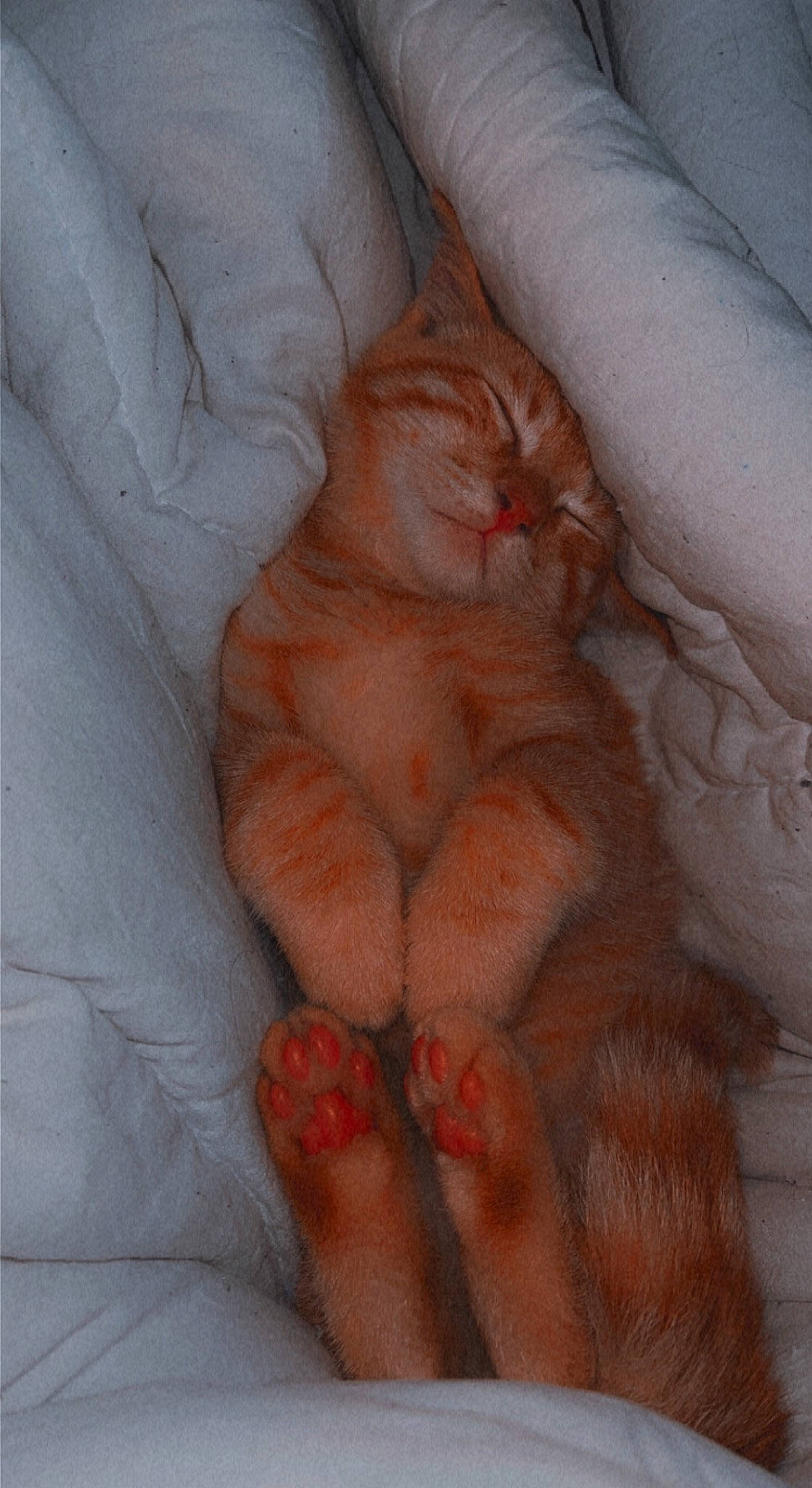 Archie is registered to the contest to win money with this photo: barefoot, carnivore, cat, chest, comfort, fawn, felidae, foot, fur, gesture, human_leg, knee, leg, nail, small_to_medium_sized_cats, tail, thigh, toe, trunk, whiskers